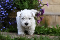 Terrier - West Highland White