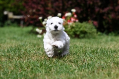 Terrier - West Highland White