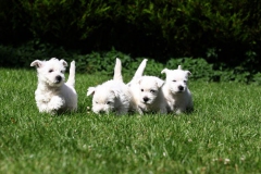 Terrier - West Highland White