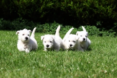 Terrier - West Highland White