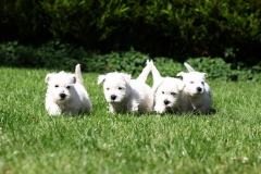 Terrier - West Highland White