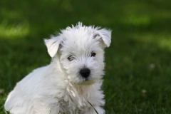 Terrier - West Highland White