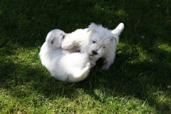 Terrier - West Highland White