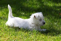 Terrier - West Highland White