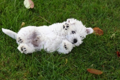 Terrier - West Highland White