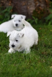 Terrier - West Highland White