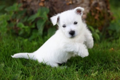 Terrier - West Highland White