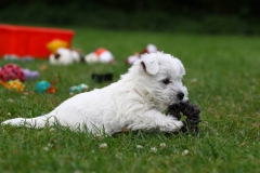 Terrier - West Highland White