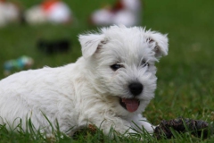 Terrier - West Highland White