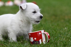 Terrier - West Highland White