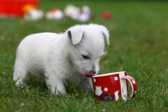 Terrier - West Highland White