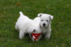 Terrier - West Highland White