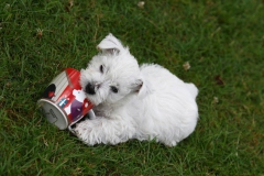 Terrier - West Highland White