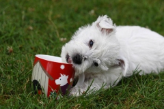 Terrier - West Highland White