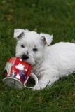 Terrier - West Highland White