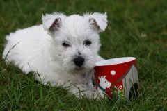 Terrier - West Highland White