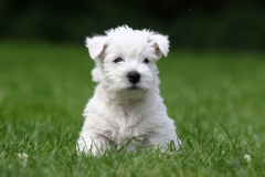 Terrier - West Highland White