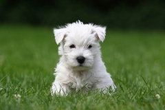 Terrier - West Highland White