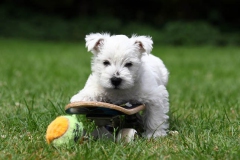 Terrier - West Highland White