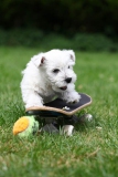 Terrier - West Highland White