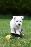 Terrier - West Highland White