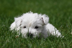 Terrier - West Highland White