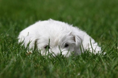 Terrier - West Highland White