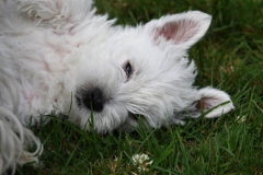 Terrier - West Highland White