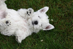 Terrier - West Highland White