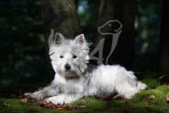 Terrier - West Highland White