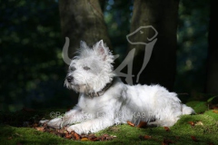 Terrier - West Highland White