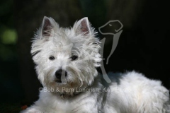 Terrier - West Highland White