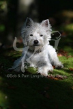 Terrier - West Highland White