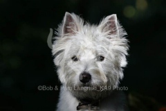 Terrier - West Highland White