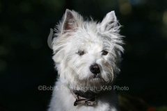 Terrier - West Highland White