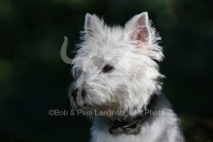 Terrier - West Highland White