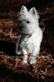 Terrier - West Highland White