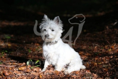 Terrier - West Highland White