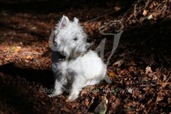 Terrier - West Highland White