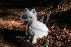 Terrier - West Highland White