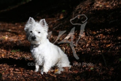 Terrier - West Highland White