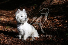 Terrier - West Highland White