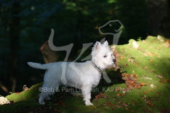 Terrier - West Highland White