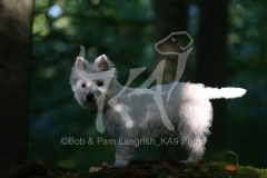 Terrier - West Highland White