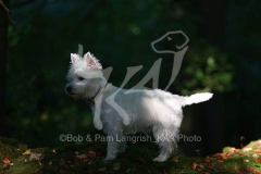 Terrier - West Highland White