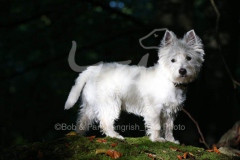 Terrier - West Highland White