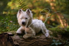 Terrier - West Highland White