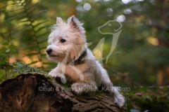 Terrier - West Highland White