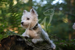 Terrier - West Highland White