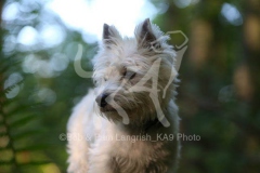 Terrier - West Highland White